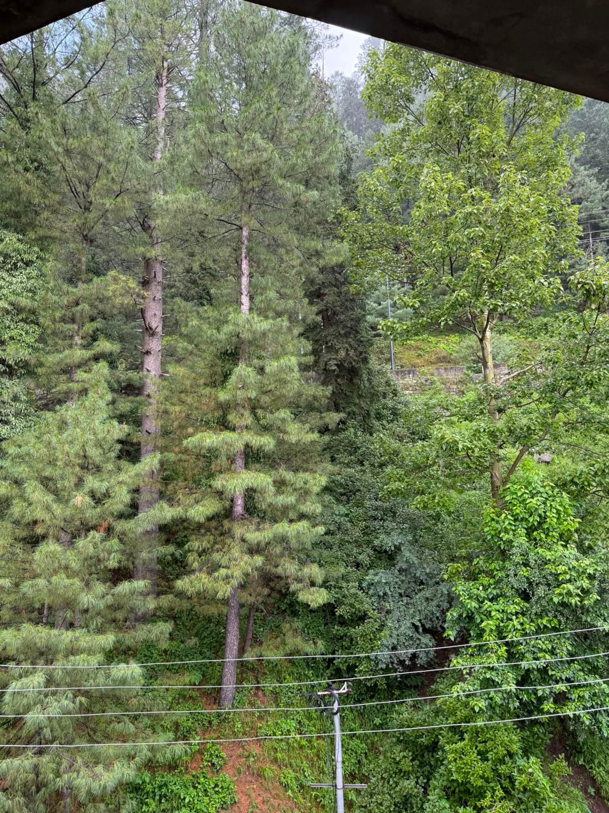View of Nathiagali pine forest from the attic apartment window at MYG Nathiagali
